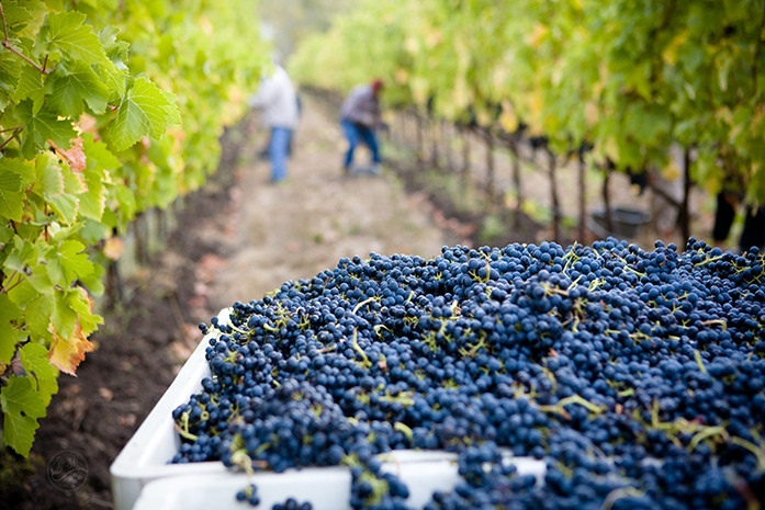 eVineyard