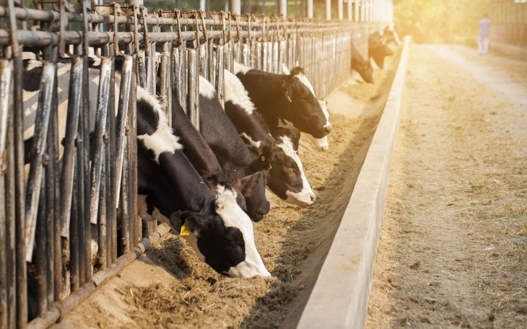 Cattlechain: Enhancing Farm Productivity with Blockchain Technologies