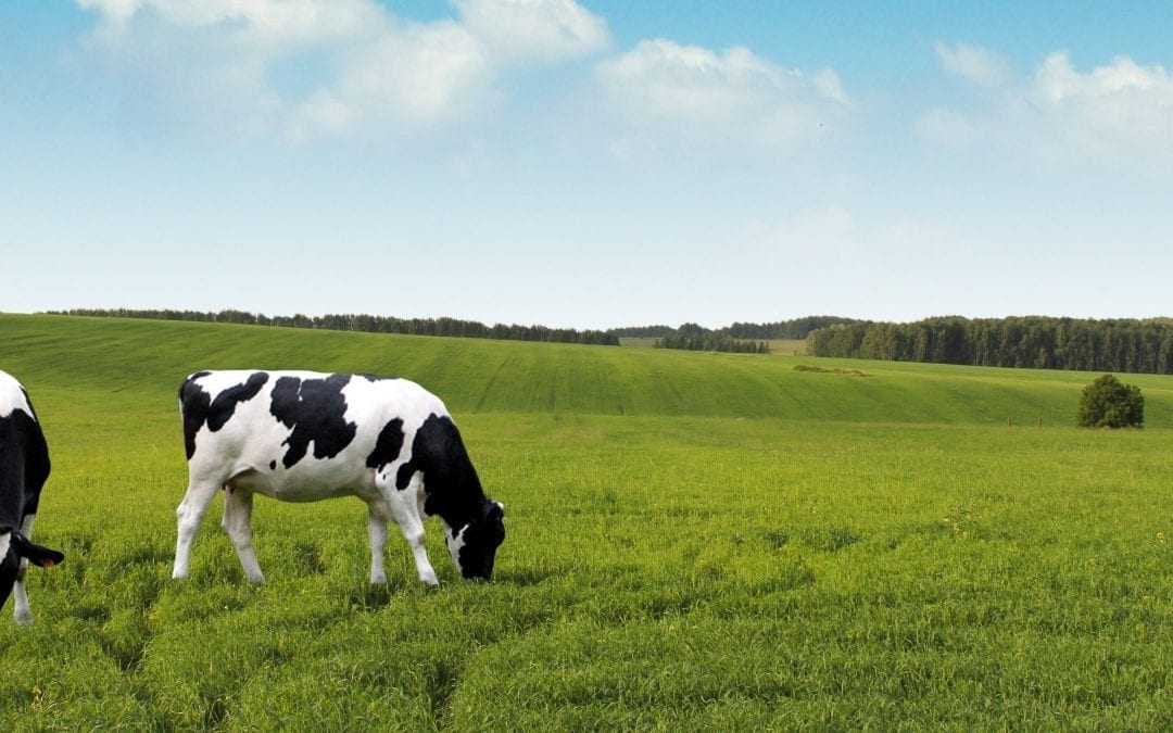 Cattlechain: Traceability, Grazing, and Precision Livestock in Galicia