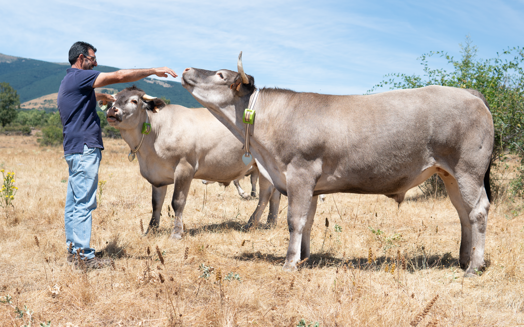 IoT, AI and Blockchain based platform improving livestock Farming