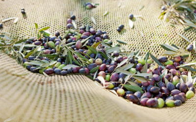 AgriSpace4Trust optimises energy inputs in olive production